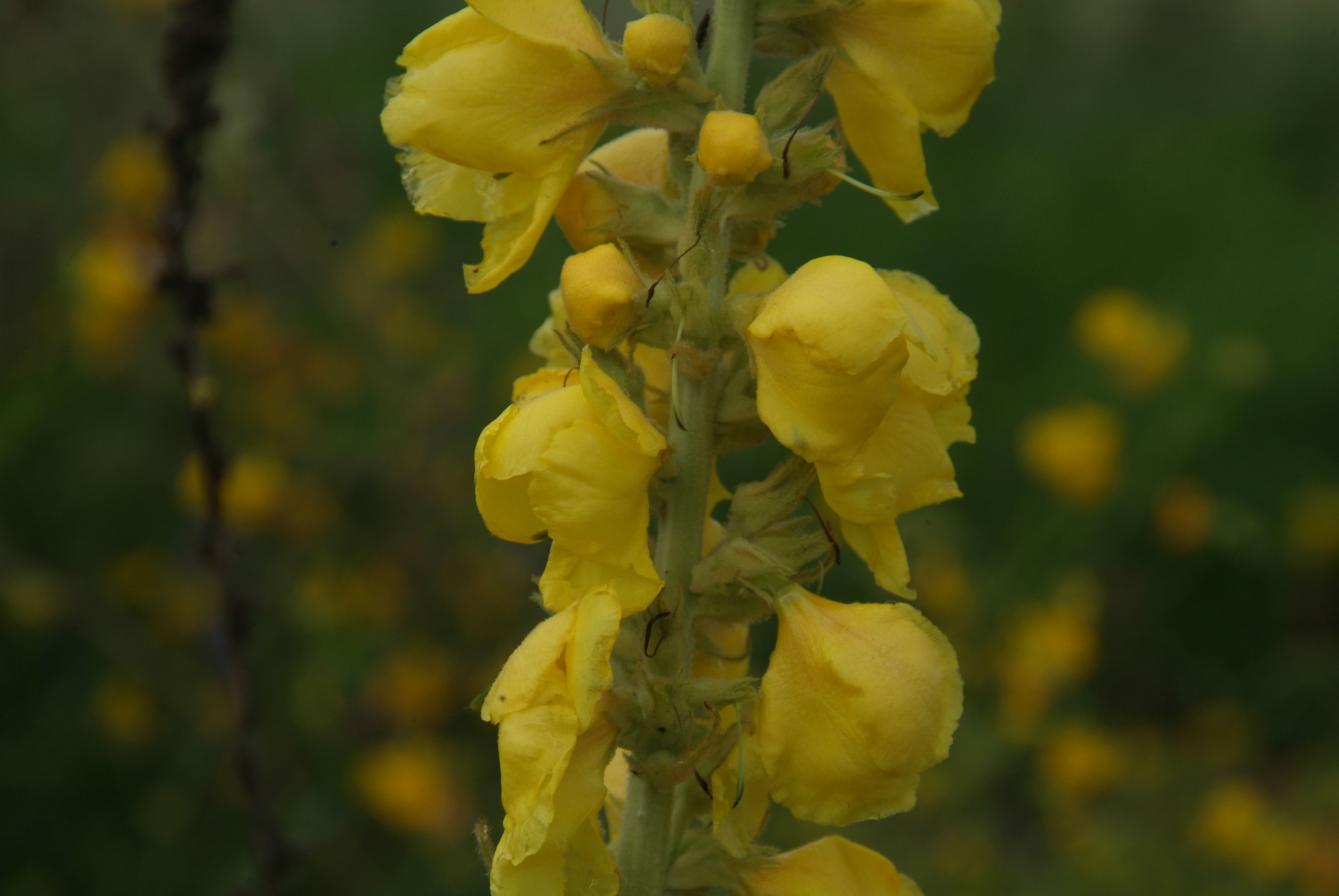 Verbascum densiflorumStalkaars bestellen